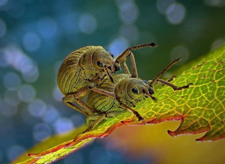 Microscopic Photography Weevils