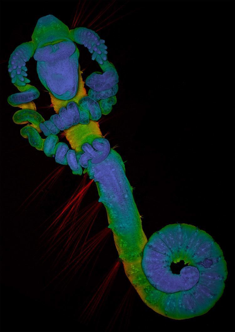 Microscopic Photography Worm Larva