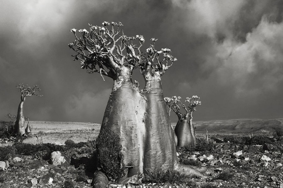 Ancient Trees