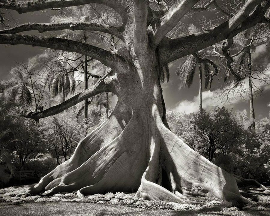 Ancient Trees Kapok
