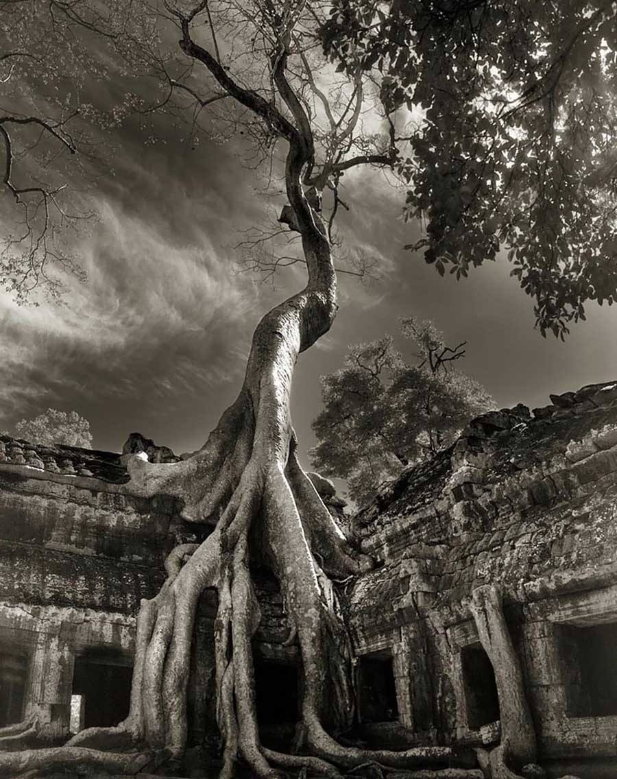Ancient Trees Rilkes Bayon