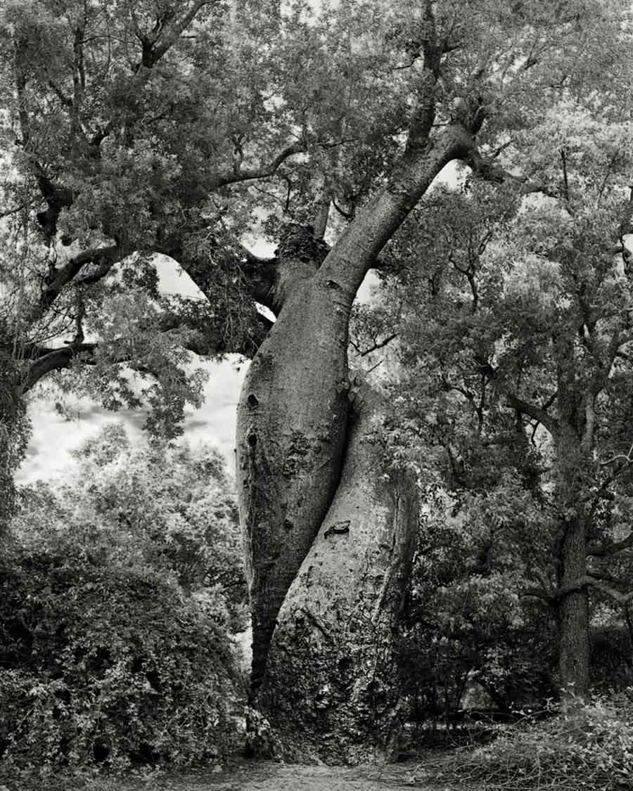 Pictures Of Ancient Trees