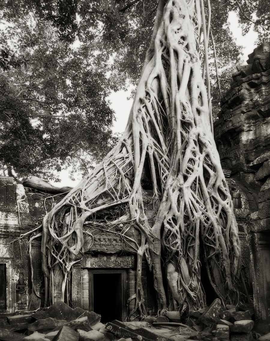 Ancient Trees Strangler Fig