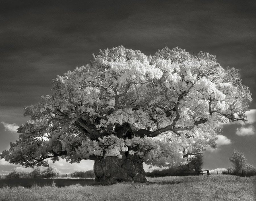 Ancient Trees Portraits of Time