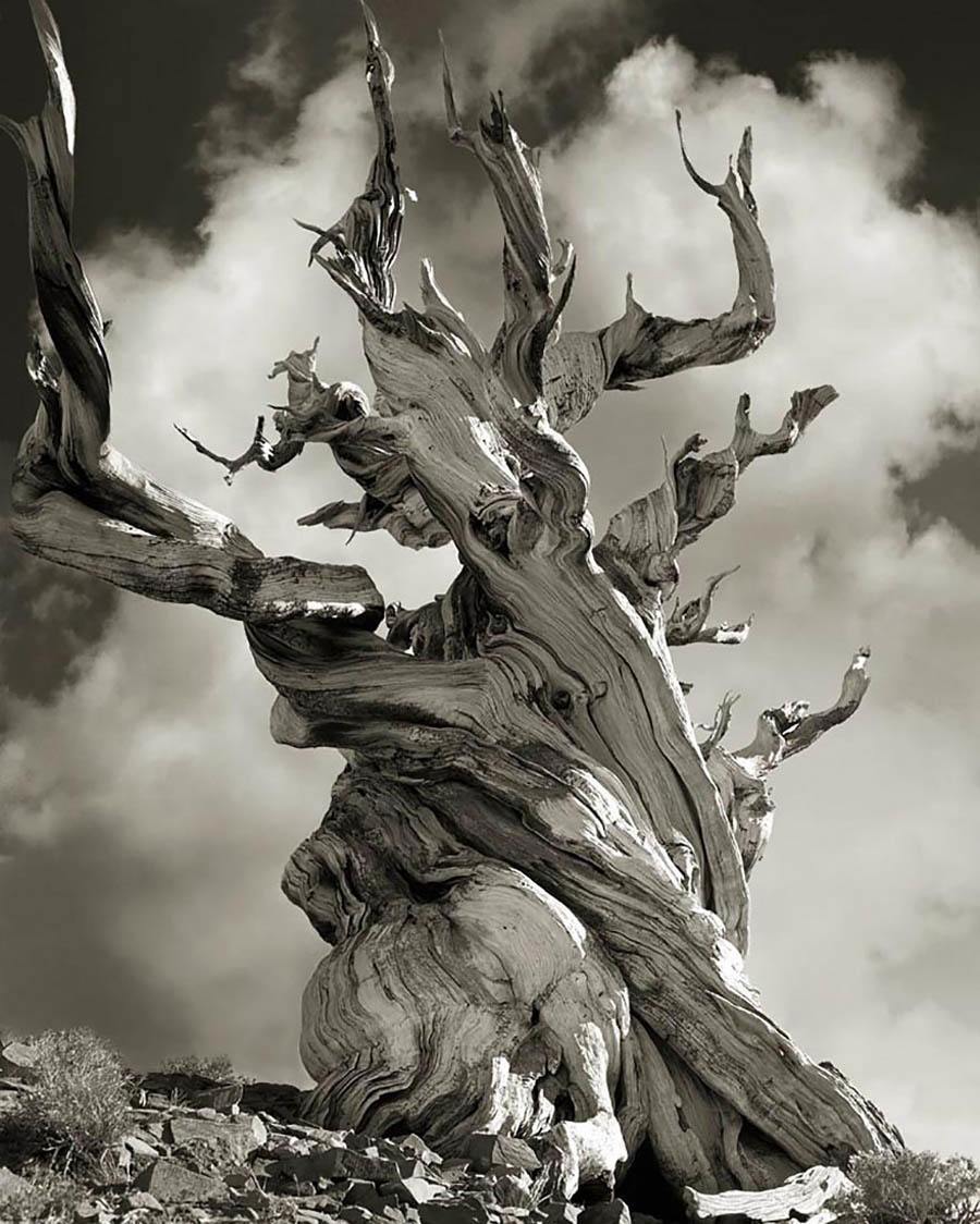 Bristle Cone Pine Relic