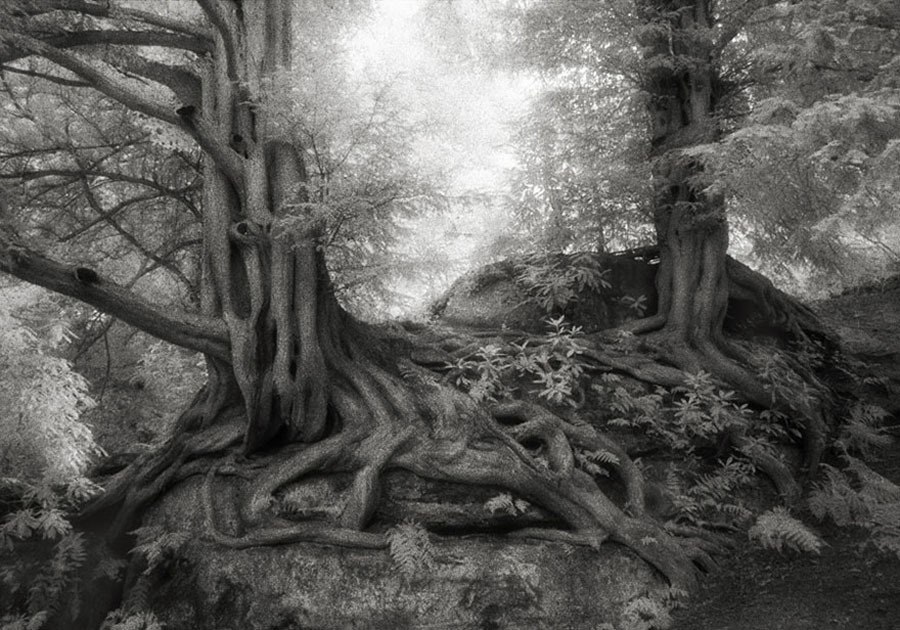 Yews Of Wakehurst