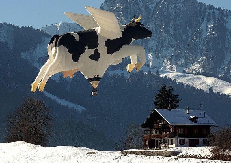 Cow Hot Air Balloon