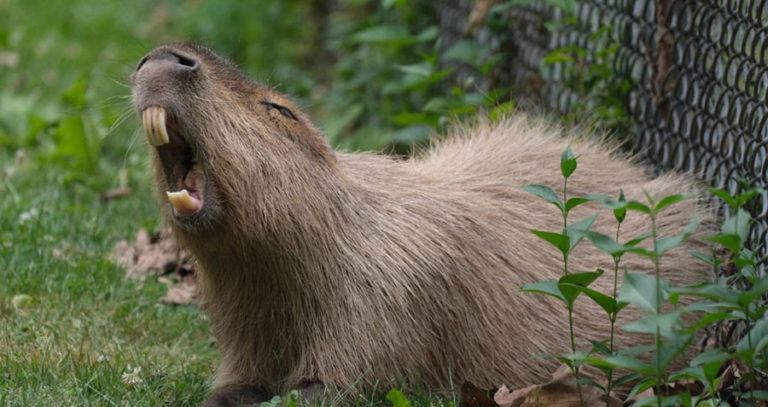 Capybara