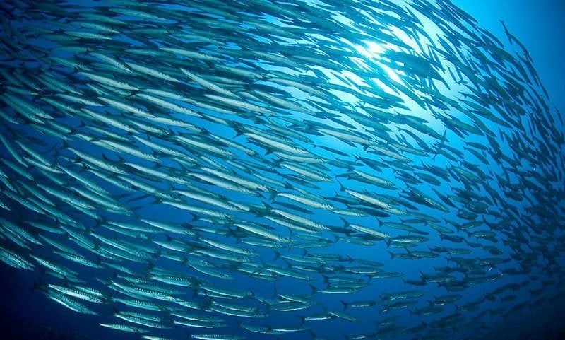 27 Incredible Underwater Pictures of Schooling Fish