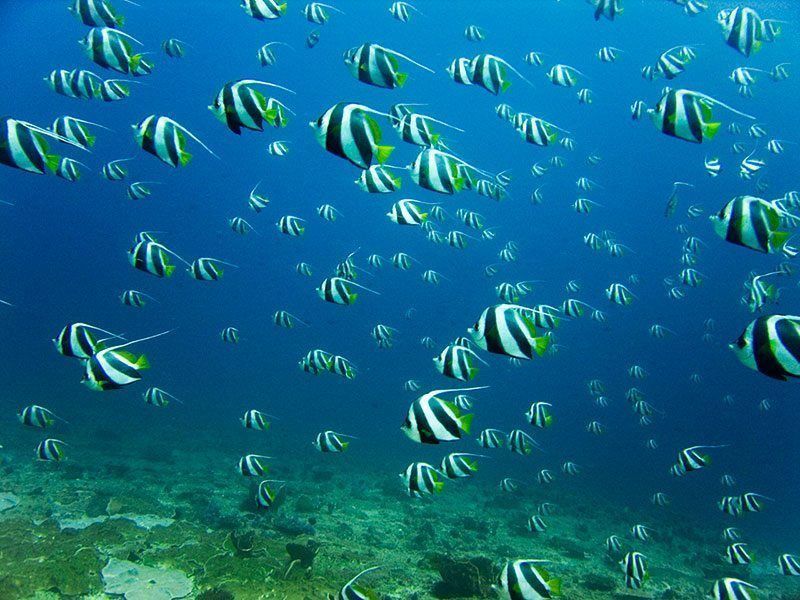 fish travelling in schools