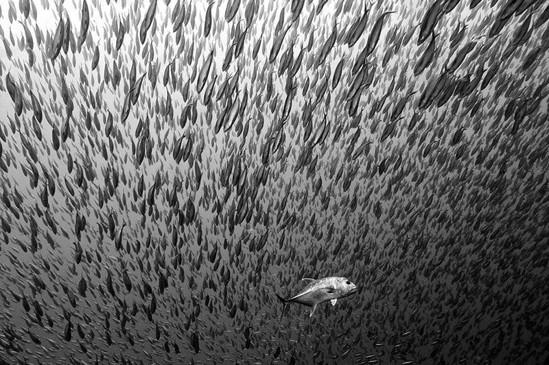 Black and White School of Fish