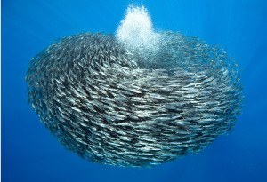 School of Blue Jack Mackerel