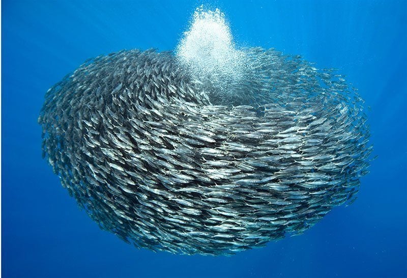 School of Blue Jack Mackerel