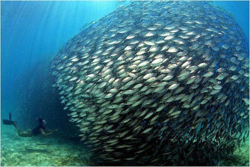 Fish Schooling Near Diver
