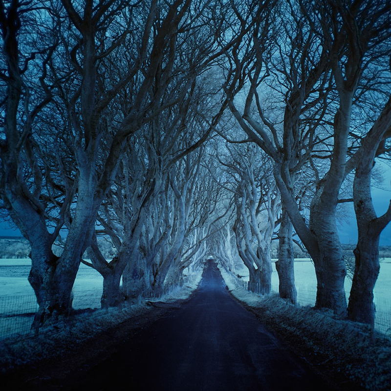 Lonely Roads Trees