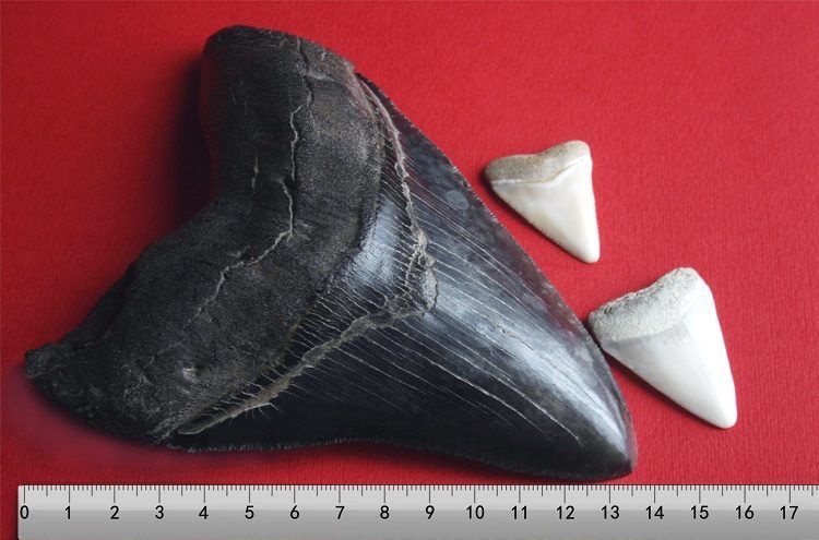 Megalodon Teeth