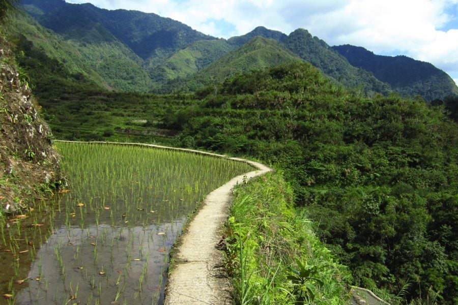 Rice Terraces Mountainside