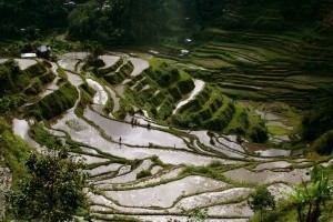 Rice Terraces Why Reflection