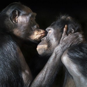 Affectionate Bonobos