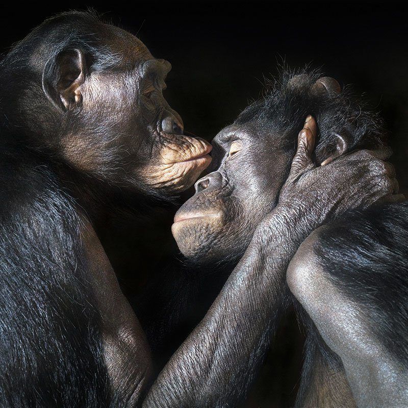 Animal Facts Bonobos