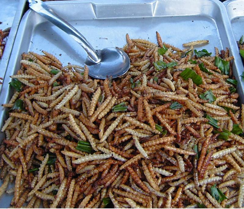 Gross Food Bamboo Worms