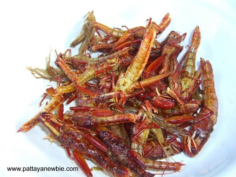 Gross Food Locust Plate