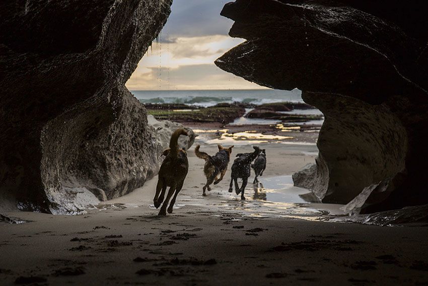 Hard Working Dogs Cave