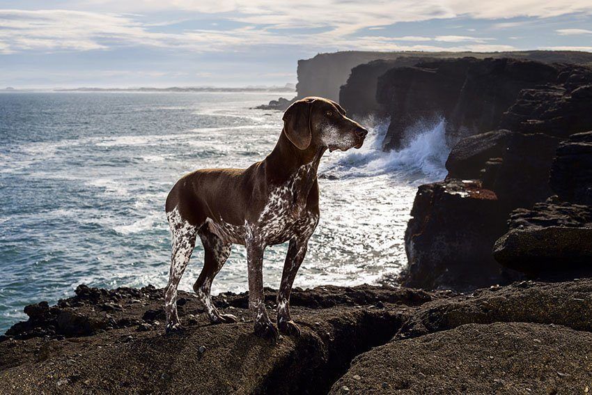 Hard Working Dogs Cliffs