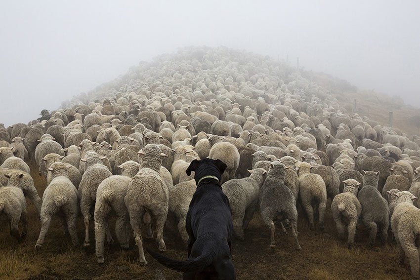 Hard Working Dogs Sheep
