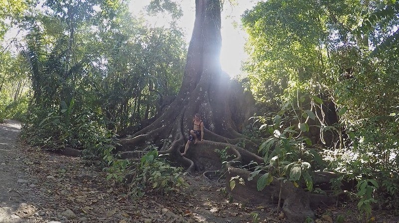 Tree Climbing In Costa Rica