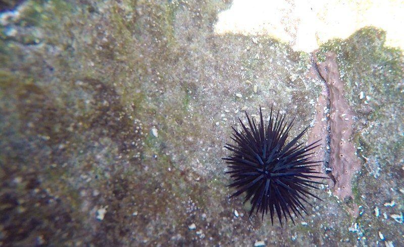Sea Urchin In Corcovado National Park