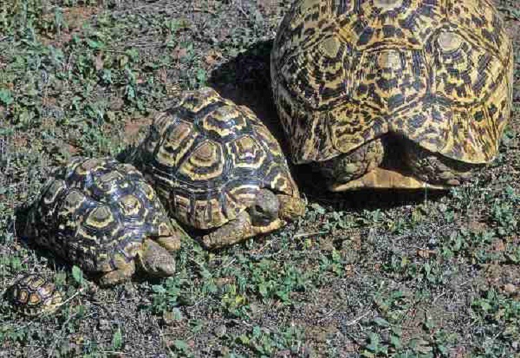 Science Pranks Turtles