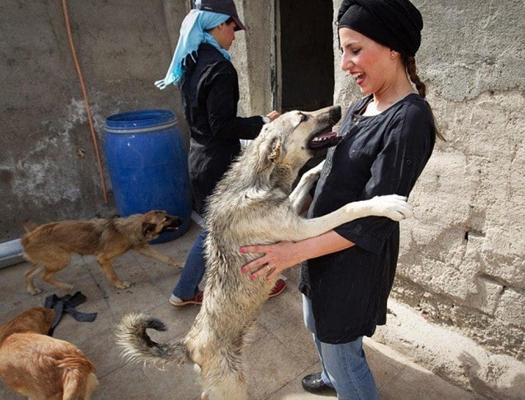 Everyday iran dog shelter volunteer