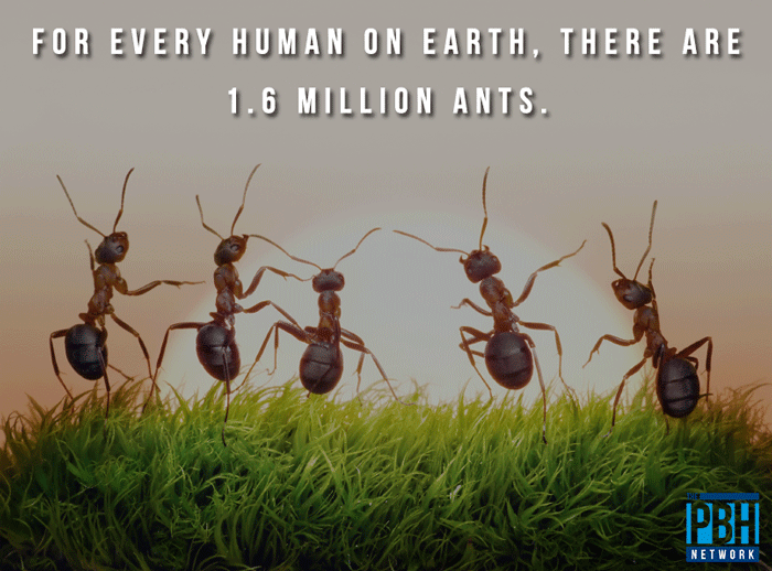 Facts About Ants