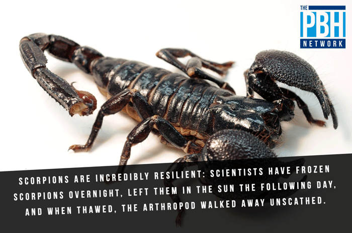 Trivia Facts About Scorpions