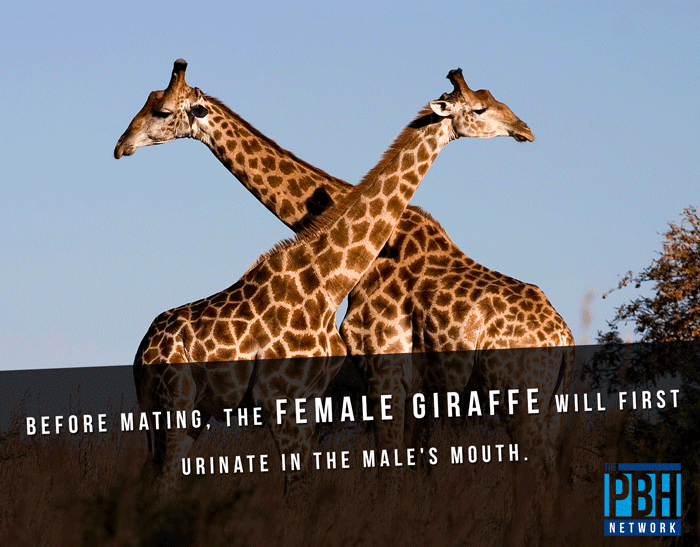 Giraffe Mating
