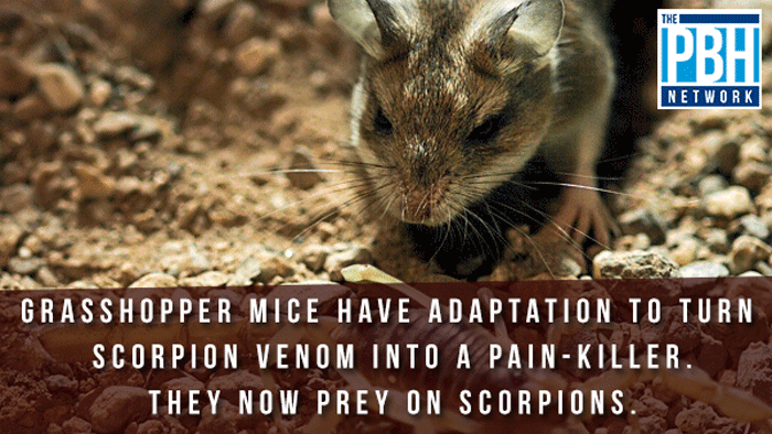 Grasshopper Mice