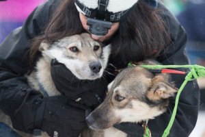 iditarod race big hugs