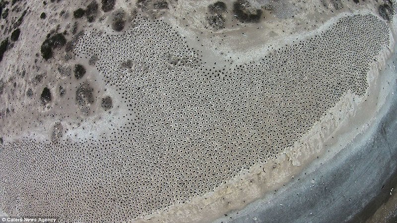 Aerial View of Imperial Cormorants Nesting Patagonia