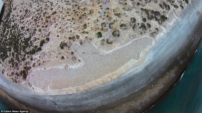 Aerial View of Seabird Nesting Grounds Argentina
