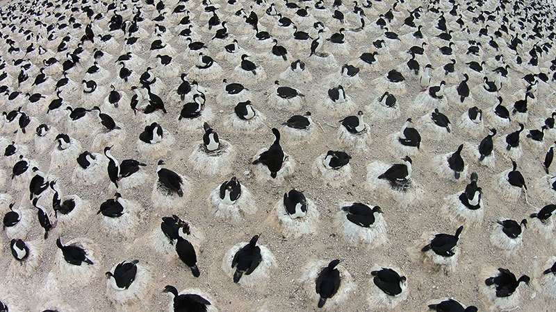Nesting Seabirds in Argentina