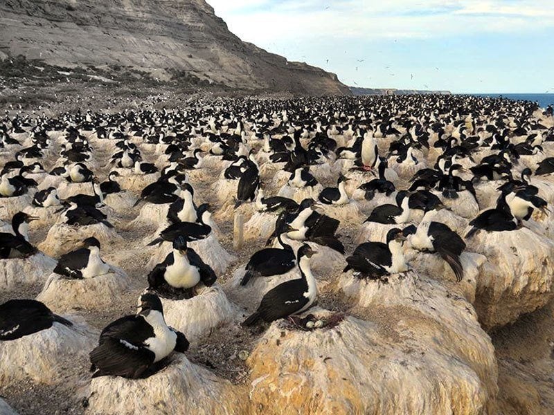 Cormorant Colonial Nesting