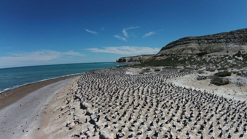 Nesting Seabirds