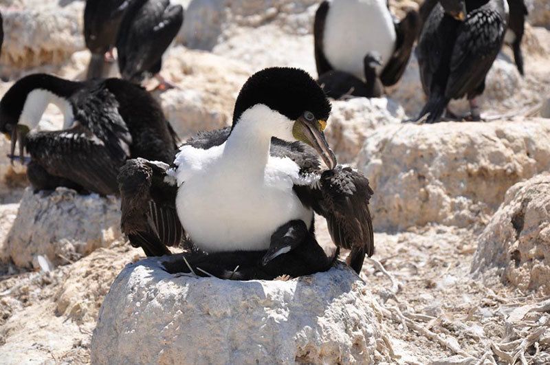 Imperial Cormorants Nesting