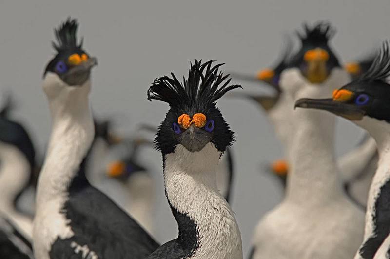 Cormorant Seabirds