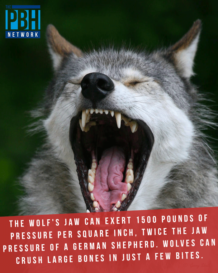 Power Of Wolf's Jaws