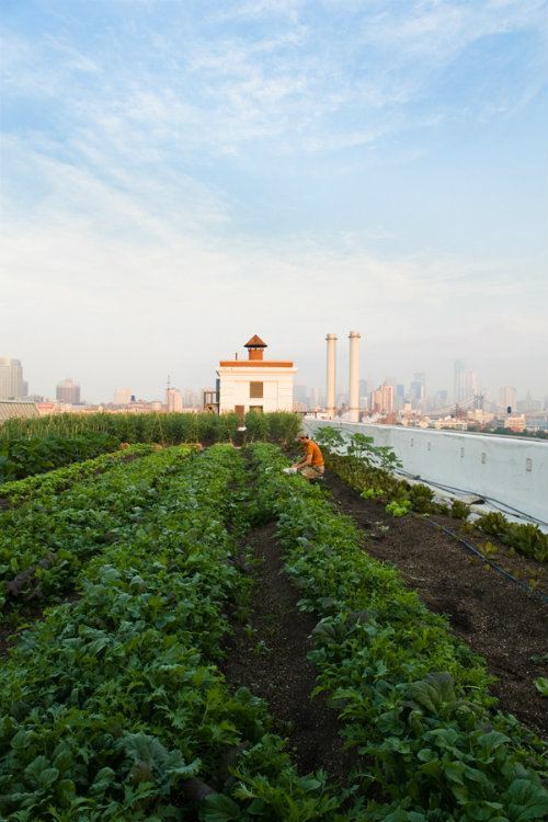 25 Rooftop Gardens That Will Make Your Jaw Drop