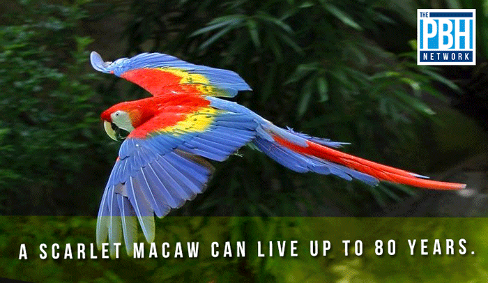 Lifespan Of A Scarlet Macaw