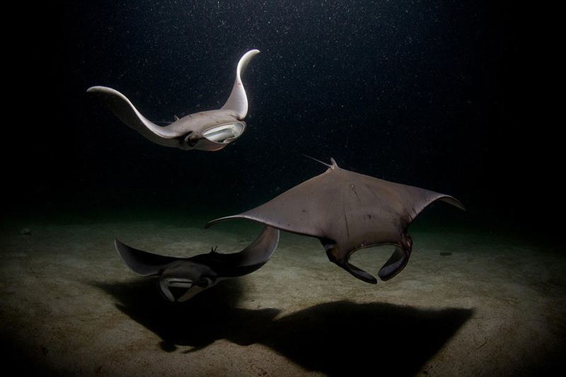 Smithsonian Mobula Rays