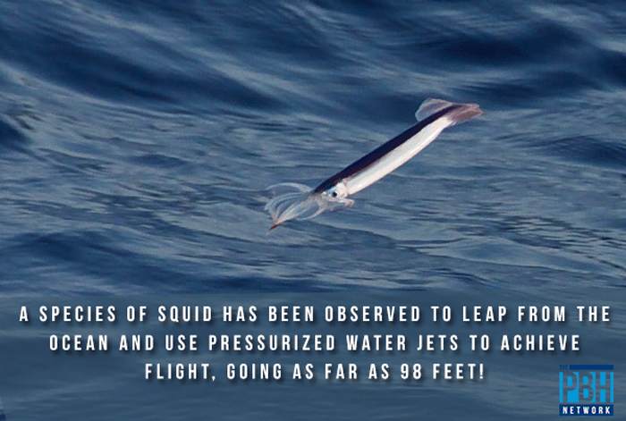 Squid Facts